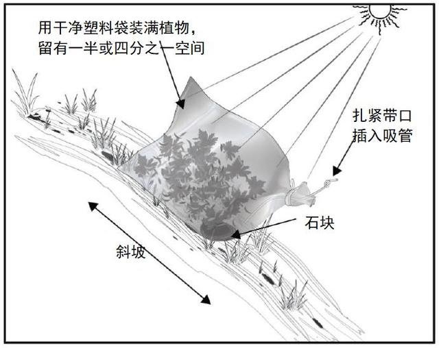 野外生存训练如何获得干净淡水?