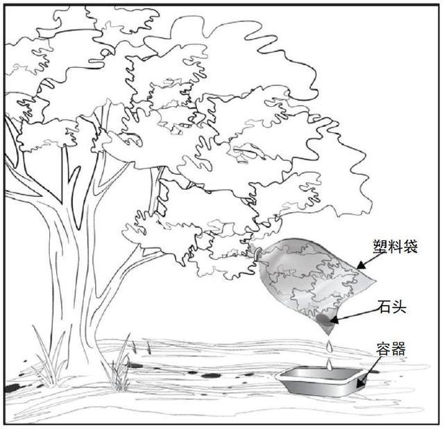 野外生存训练如何获得干净淡水?